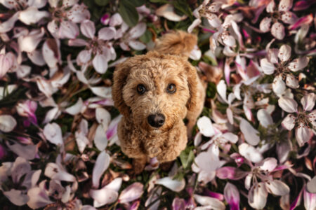 Tierfotograf Tiershooting: Lockiger, sandfarbener Hund blickt in Blumen zur Kamera.