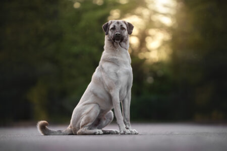 Tierfotograf-Tiershooting: Hellbrauner Hund mit dunklem Maul sitzt, grüner Hintergrund, Sonnenlicht.