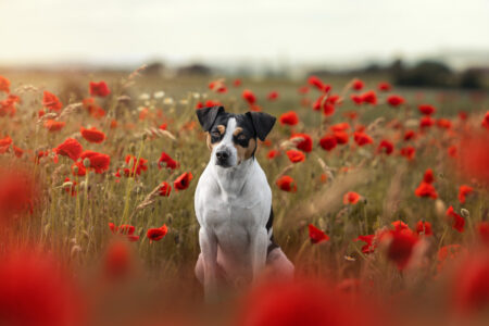Tierfotografie: Kleiner Hund im Mohnfeld – Tierfotograf hält bunte Blumen und Gräser fest.