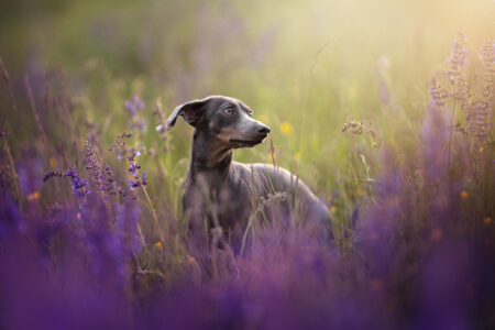 Tierfotograf, Tiershooting: Grauer Hund im Gras, lila Blumen, seitliche Aufnahme, warmes Licht.