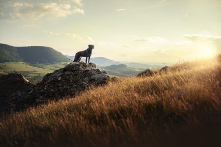 Tierfotograf – Tiershooting: Hund auf Felsen, Berge, Wiesen, Sonnenuntergang im Hintergrund.