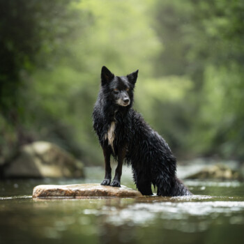 Tierfotograf, Tiershooting: Ein nasser schwarzer Hund mit weißen Flecken steht auf einem Felsen im Bach.