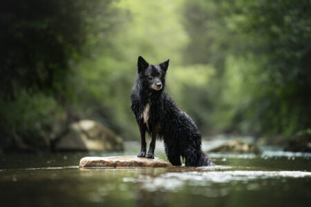 Tierfotograf, Tiershooting: Ein nasser schwarzer Hund mit weißen Flecken steht auf einem Felsen im Bach.