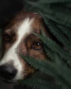 Tierfotograf, Tierfotoshooting: Ein brauner, weißer Hund schaut neugierig durch grüne Farne.