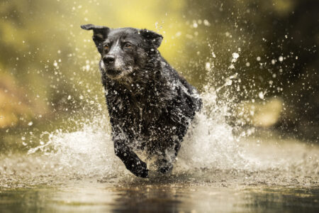 Tierfotograf, Tiershooting: Ein schwarzer Hund läuft durch das Wasser, spritzende Tropfen, unscharfer Hintergrund.