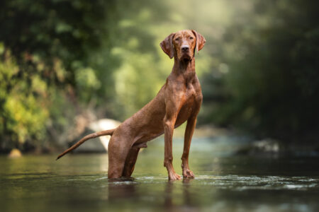 Tierfotograf, Tiershooting: Ein brauner Hund steht wachsam in einem sonnigen Bach, umgeben von grüner Natur.