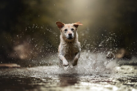 Nasser, ein Hund mit hellem Fell, Tiershooting, Tierfotograf, läuft spritzend im Sonnenlicht.