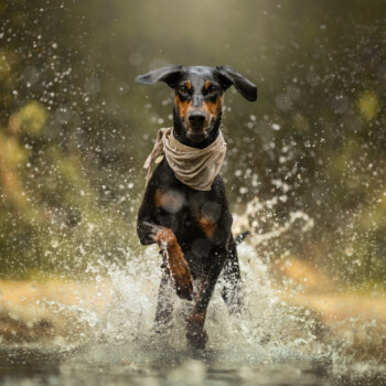 Dobermann mit Bandana bei einem Tiershooting, Wasser spritzt, grüner Hintergrund, Sonnenlicht.